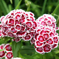 Sweet William Seeds - Indian Carpet Dwarf Single Mix-chloriseeds
