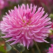 Aster Seeds (Semi-Dwarf) - Jewelaster Rose-chloriseeds