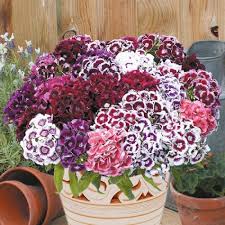 Sweet William Seeds - Herald of Spring Mix-chloriseeds