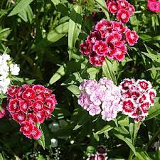 Sweet William Seeds - Indian Carpet Dwarf Single Mix-chloriseeds