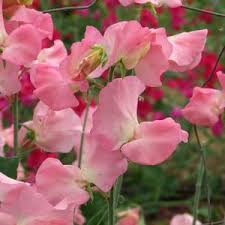 SALMON CREAM SWEET PEA SEED-chloriseeds