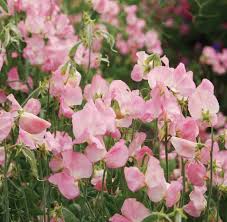 SALMON CREAM SWEET PEA SEED-chloriseeds
