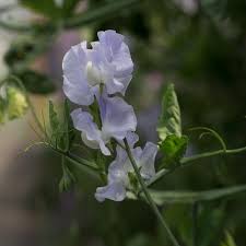 CHARLIE'S ANGEL SWEET PEA SEED-chloriseeds