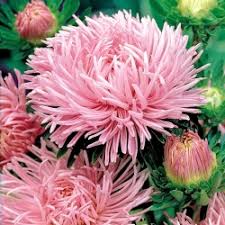 Aster Seeds (Semi-Dwarf) - Jewelaster Rose-chloriseeds
