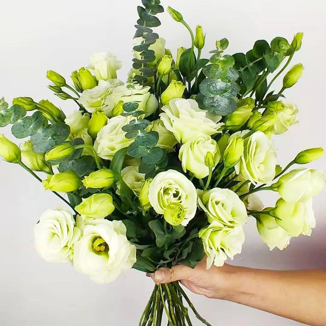 🌺🌺🌺Super Rare Mixed Color Platycodon Seeds