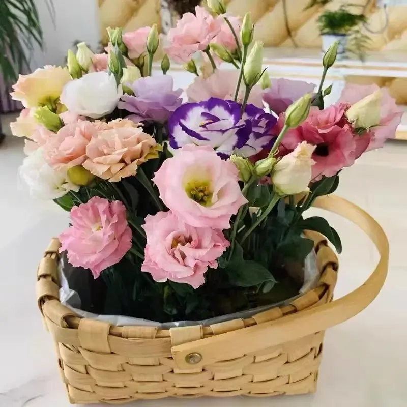 🌺🌺🌺Super Rare Mixed Color Platycodon Seeds