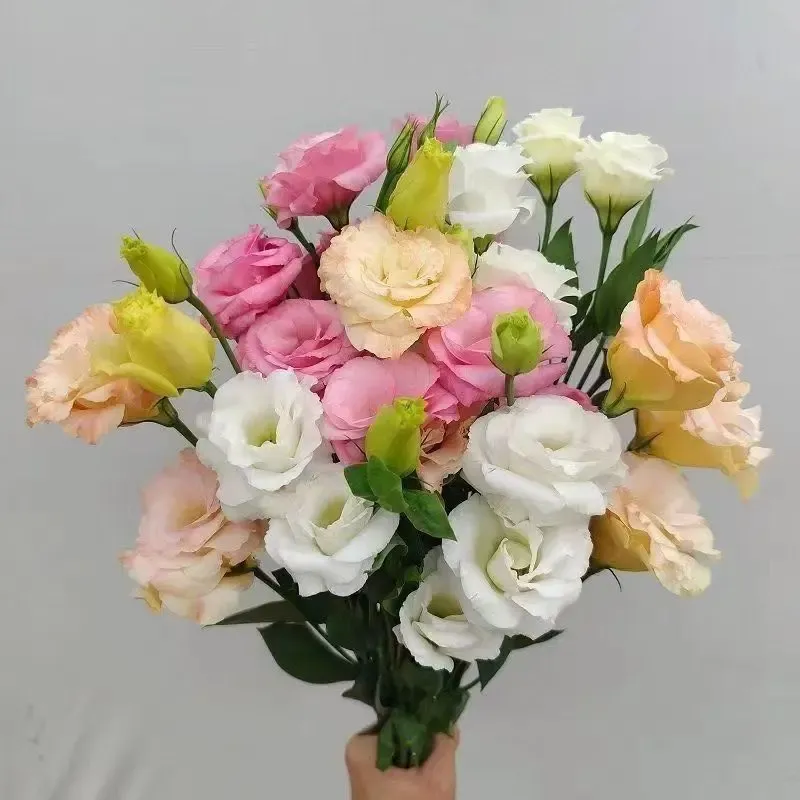 🌺🌺🌺Super Rare Mixed Color Platycodon Seeds