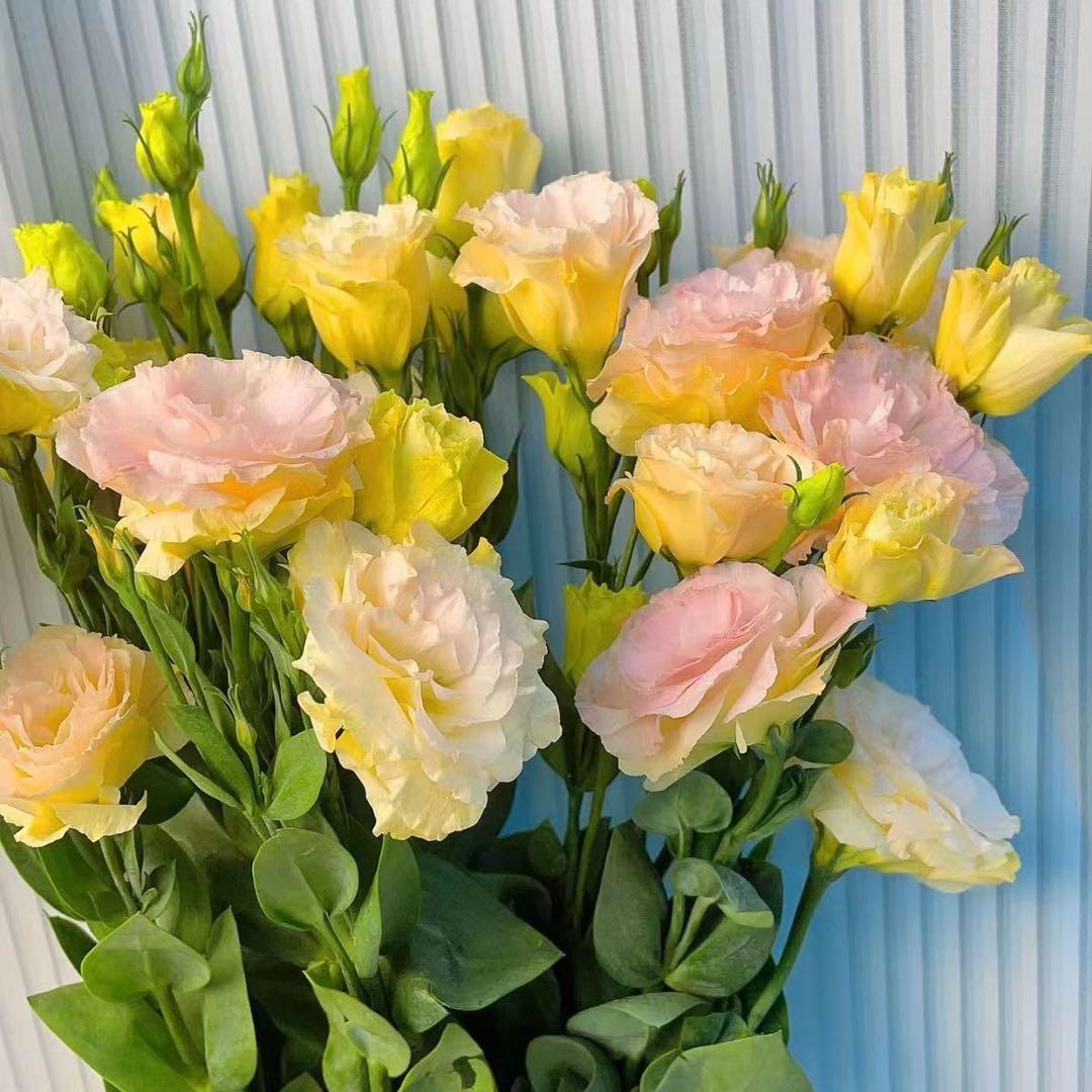 🌺🌺🌺Super Rare Mixed Color Platycodon Seeds