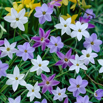 Ipheion uniflorum - Spring Starflower Seeds