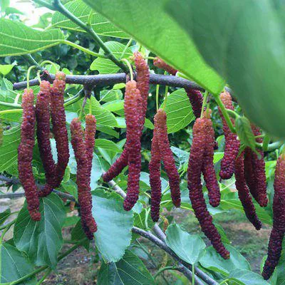 🍇 Long Mulberry Seeds – Sweet, Juicy, and Abundant Harvests!