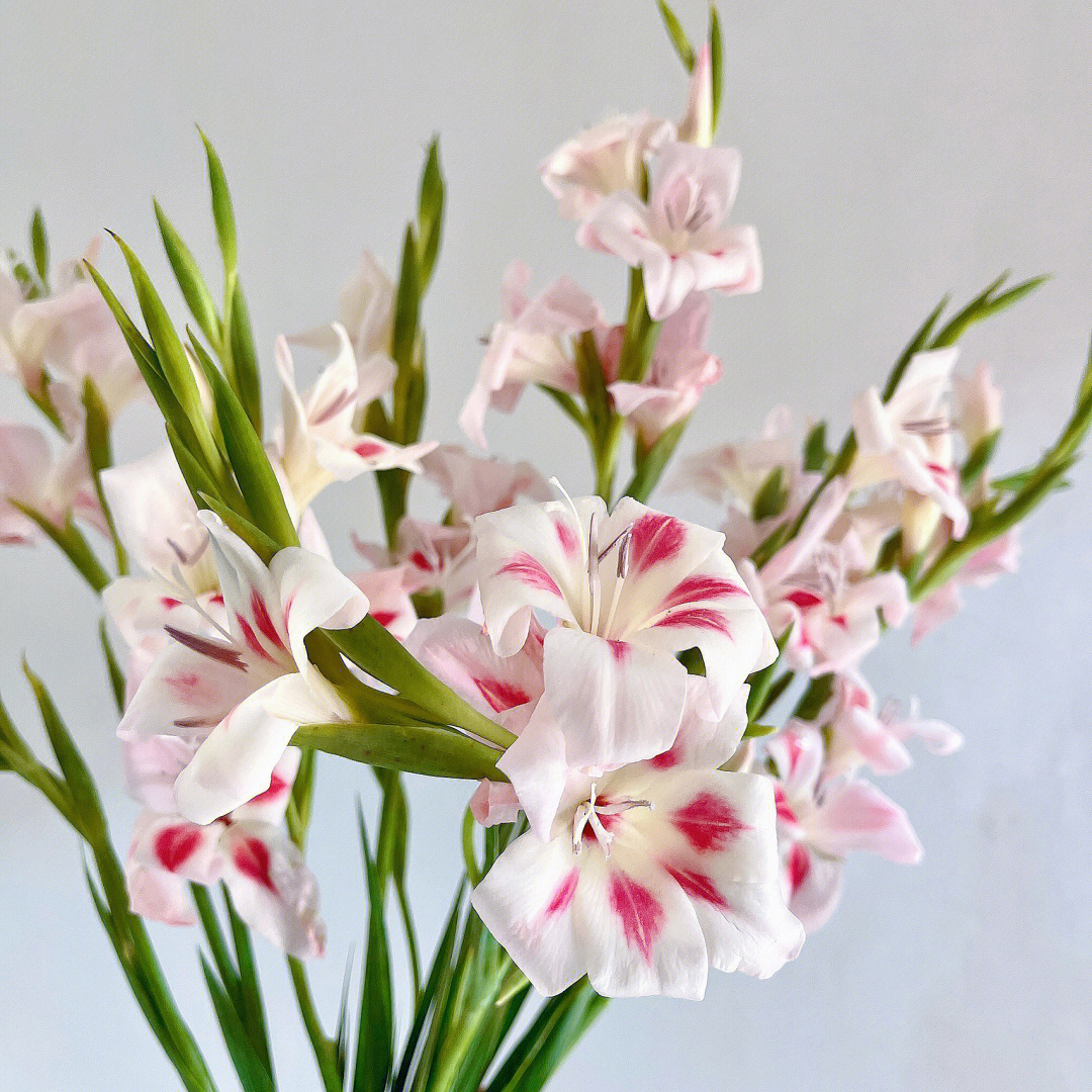 Paw's Gladiolus🌸-chloriseeds