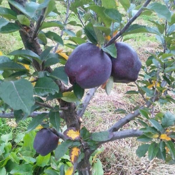 🍎Rare Black Diamond Apple Seeds