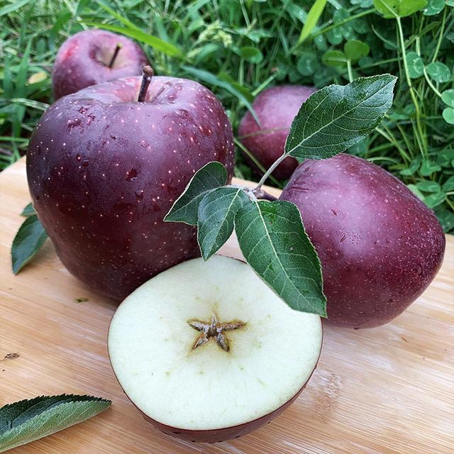 🍎Rare Black Diamond Apple Seeds