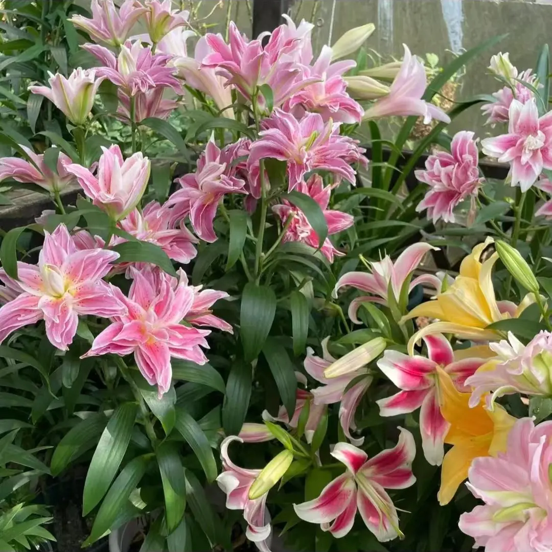Rare Double Lily Perfume Bulbs