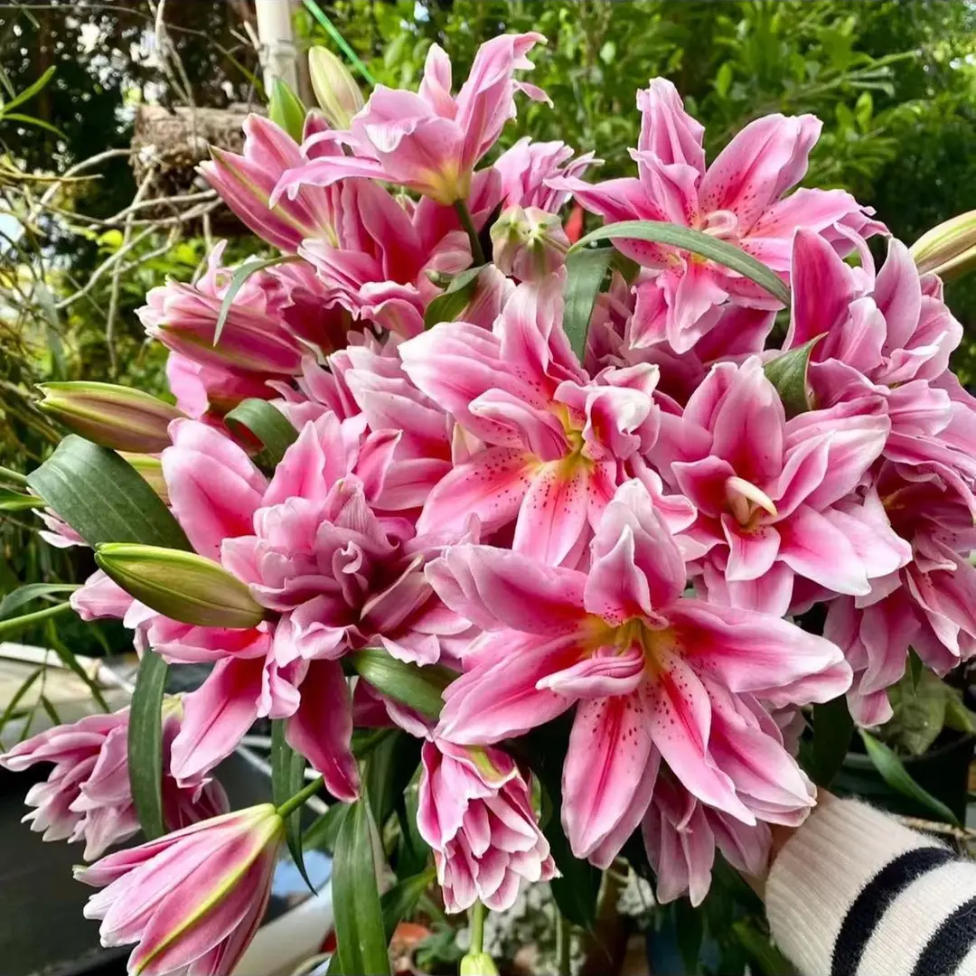 Rare Double Lily Perfume Bulbs
