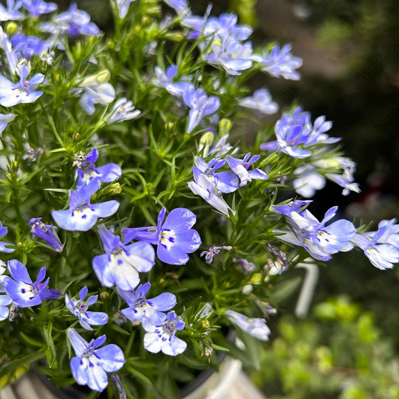 Lobelia Erinus Seeds