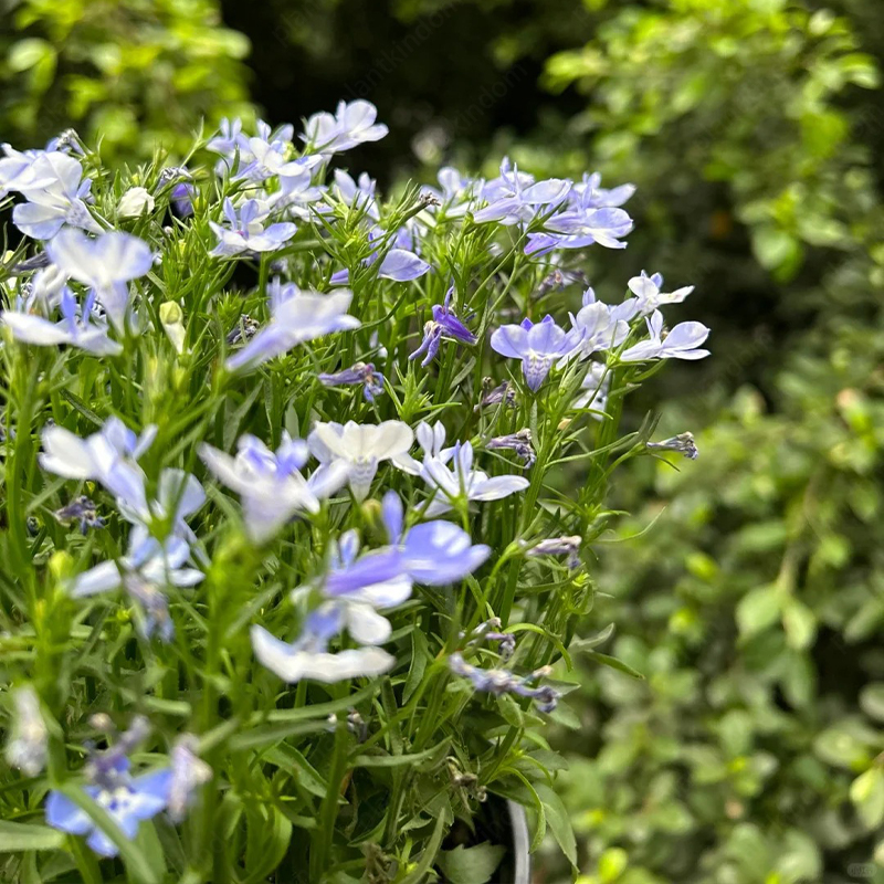 Lobelia Erinus Seeds