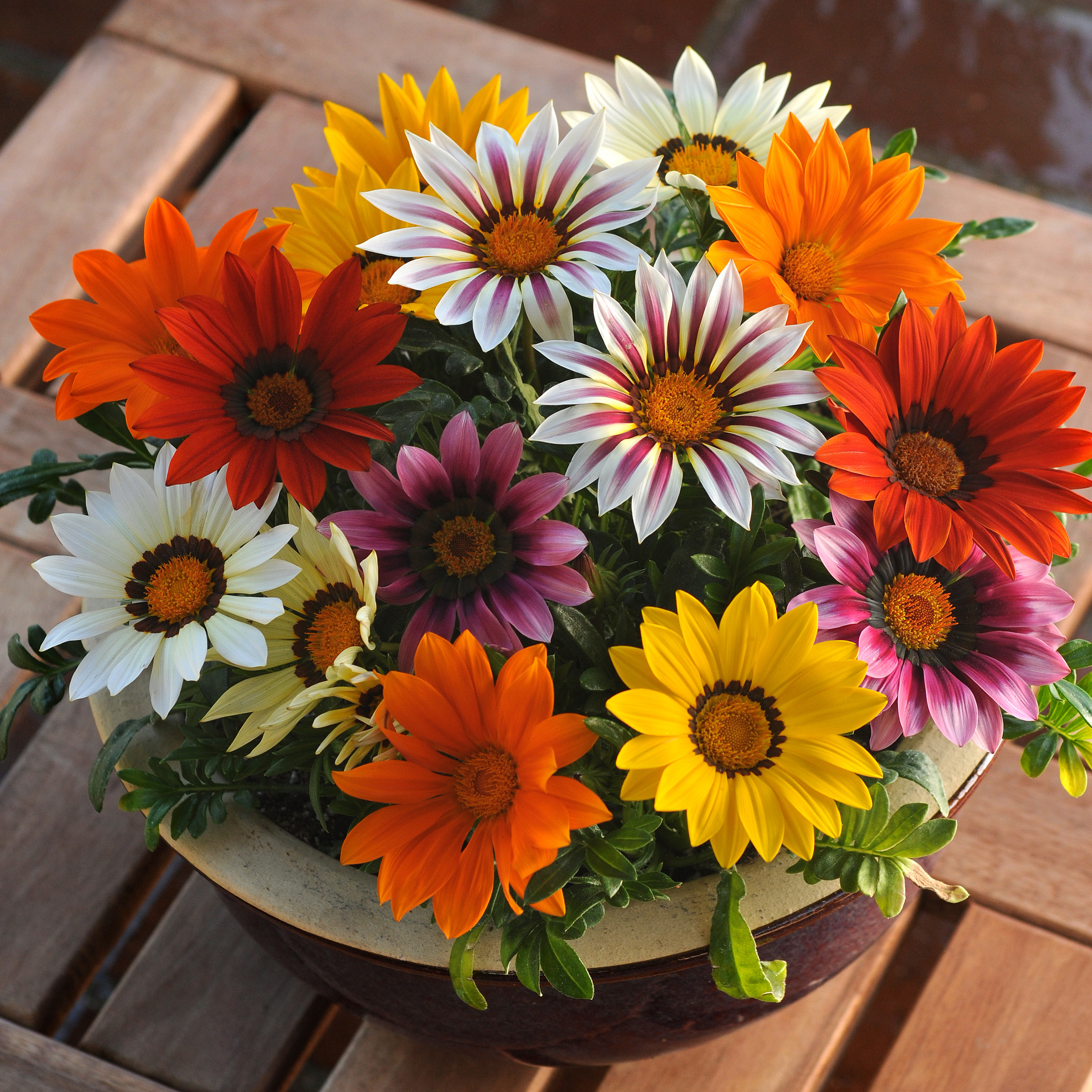 Treasure Flower Mix Seeds