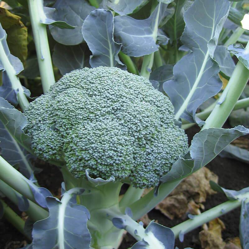 Broccoli Emerald Crown F1-chloriseeds