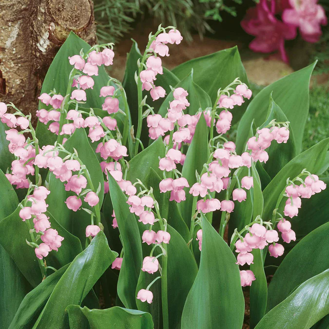 🌸 Lily of the Valley Seeds – A Symbol of Purity & Grace! 🌿