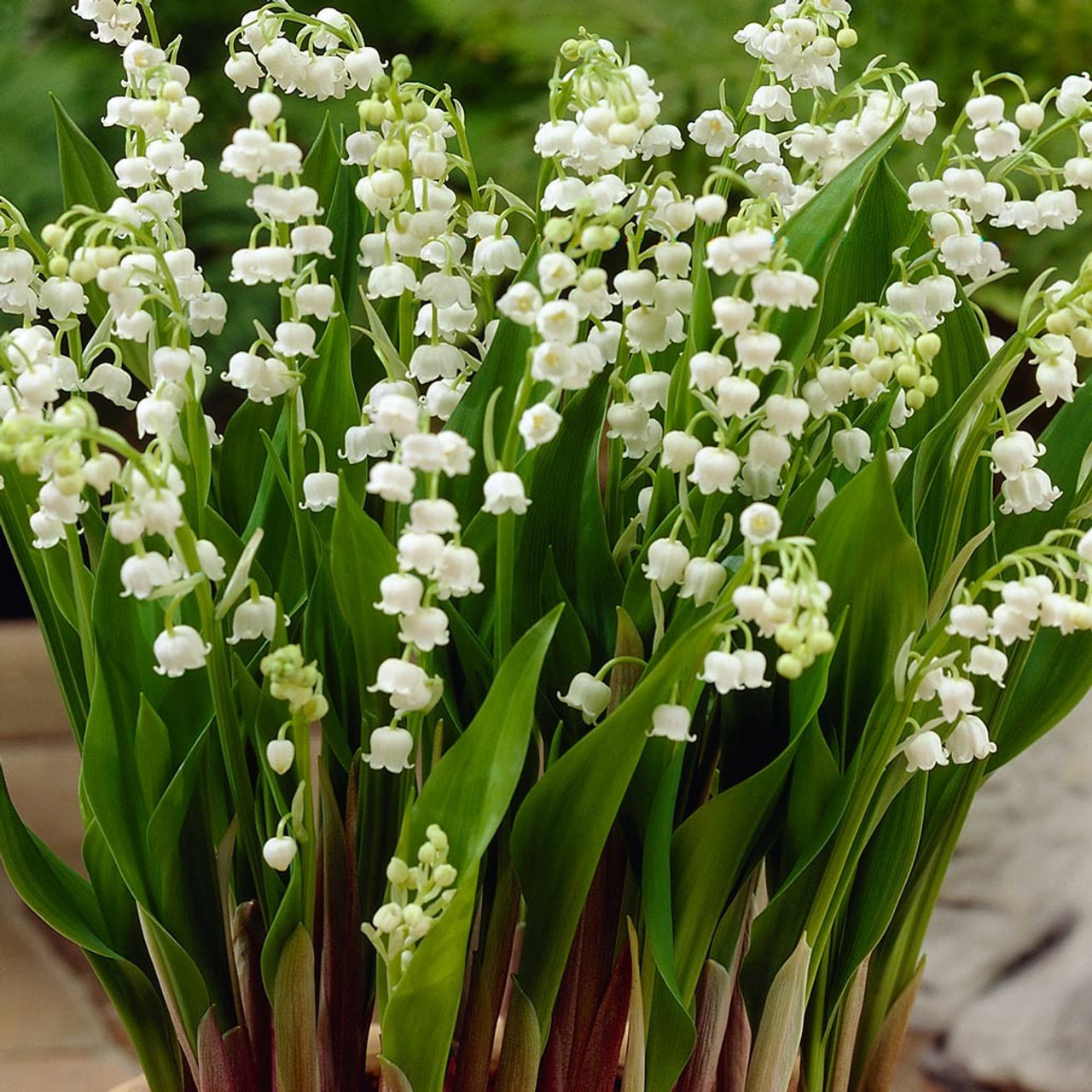 🌸 Lily of the Valley Seeds – A Symbol of Purity & Grace! 🌿
