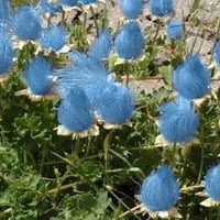 Prairie Smoke Flower Seeds