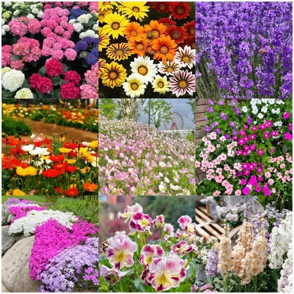 Four Seasons Flowering Mixed Flower Seeds- Year Round Blooms