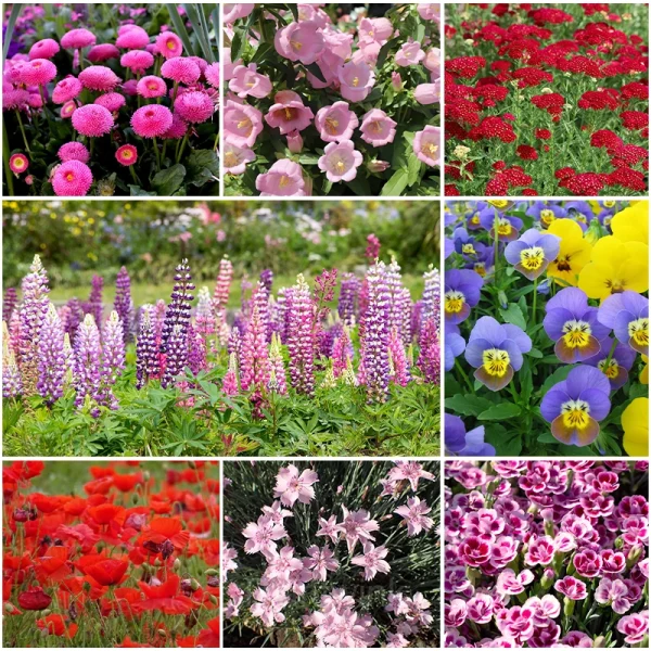 Four Seasons Flowering Mixed Flower Seeds- Year Round Blooms