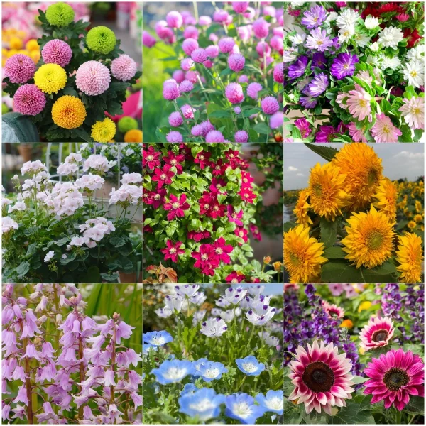 Four Seasons Flowering Mixed Flower Seeds- Year Round Blooms