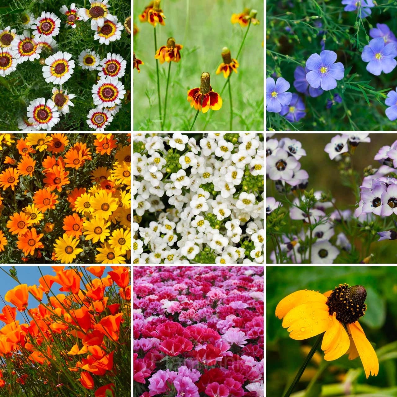 Four Seasons Flowering Mixed Flower Seeds- Year Round Blooms