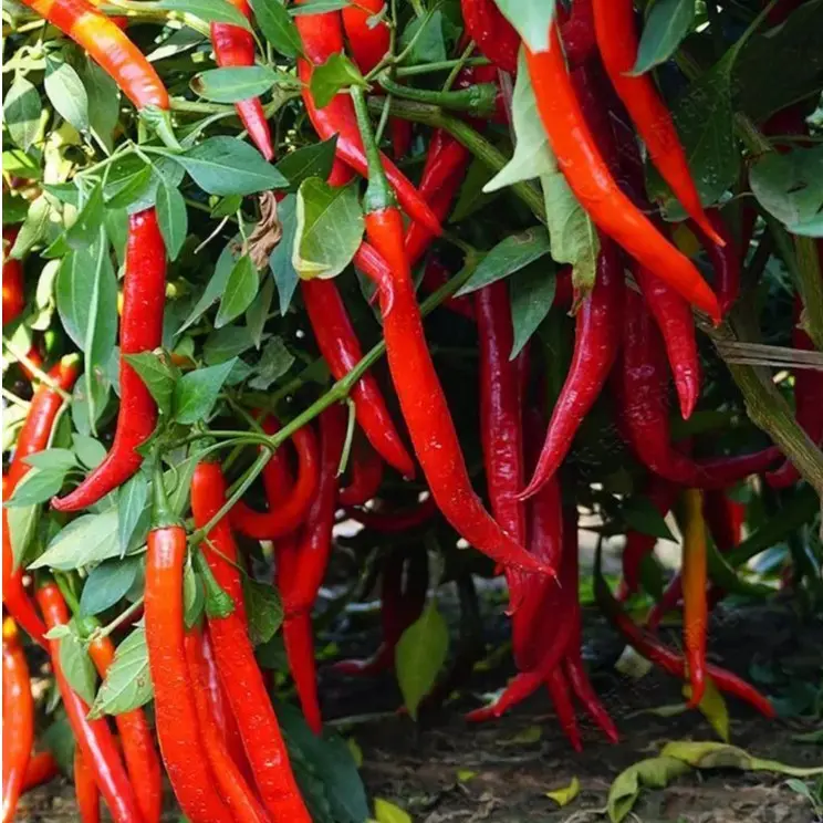 Lady Beauty Pepper Seeds