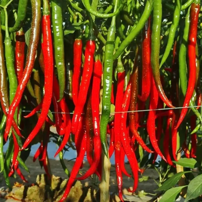 Lady Beauty Pepper Seeds