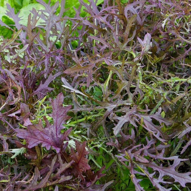 Mizuna Red Japenese Mustard Seeds
