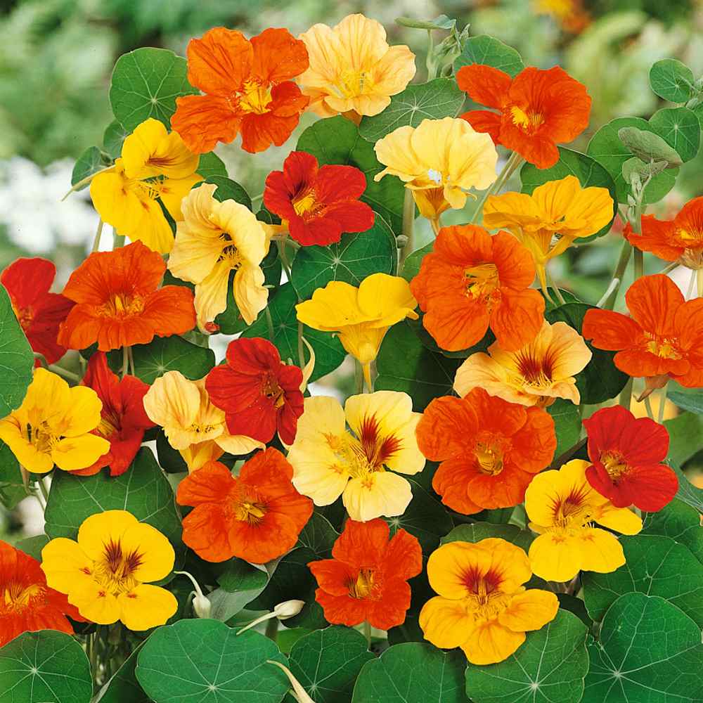 Nasturtium Seeds- Mixed Colors