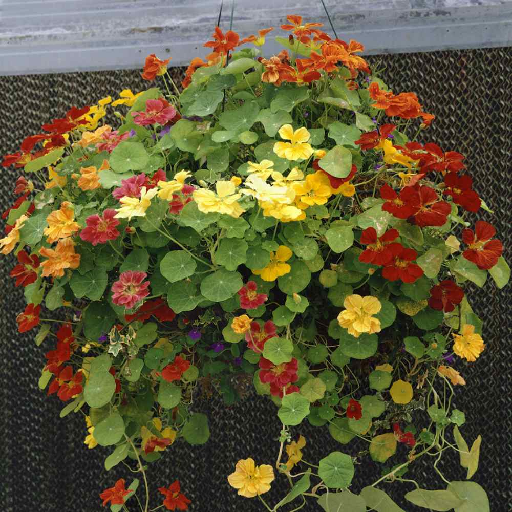 Nasturtium Seeds- Mixed Colors