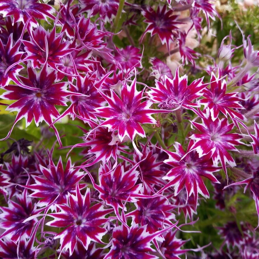 Phlox Seeds Phlox Popstar Rose Eye Seeds F1 Hybrid Garden Flowers