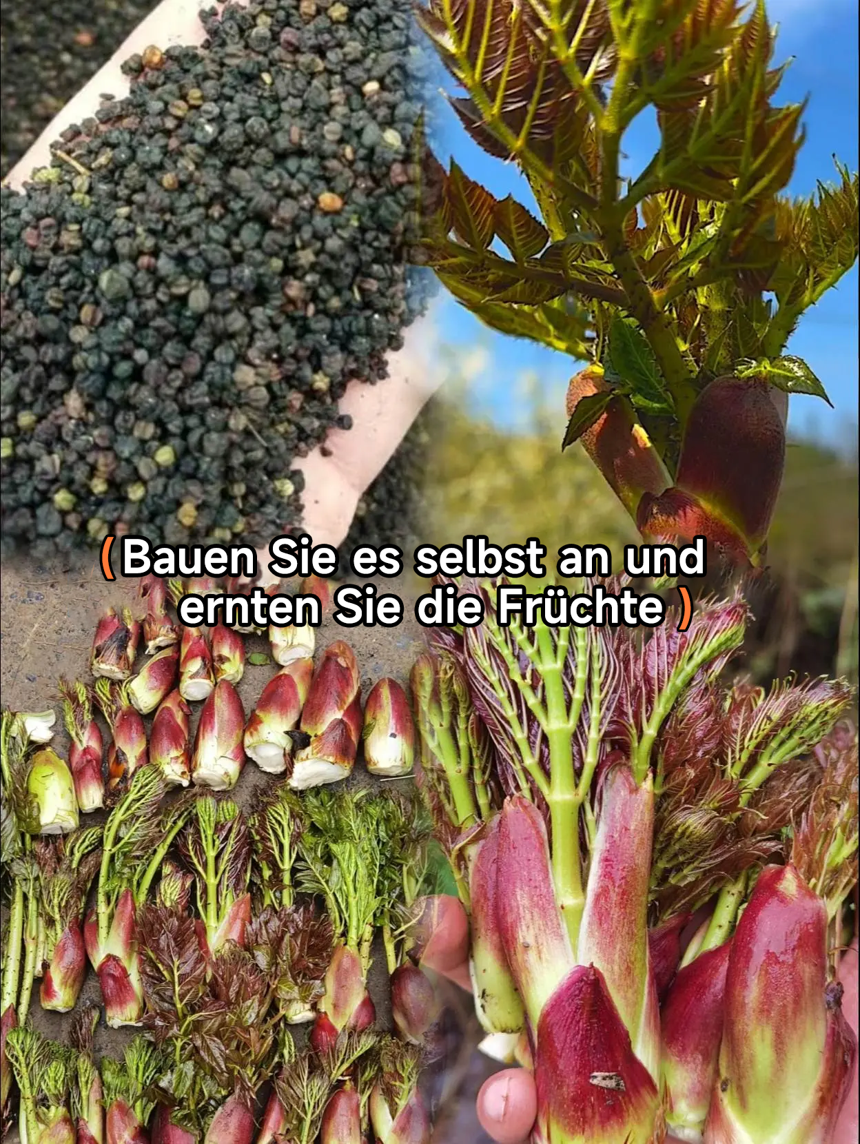 🔥 Stachelige Drachen Sprossensamen - Hochproduktiv und nahrhaft ✨