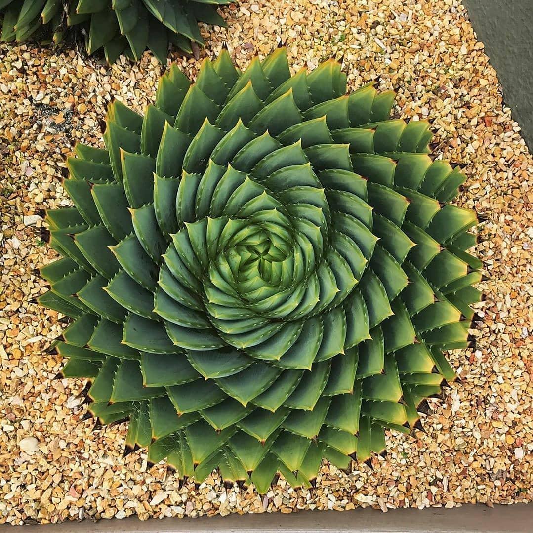 🌱Rare Spiral Aloe🪴Queen of the Succulent Aloe Polyphylla