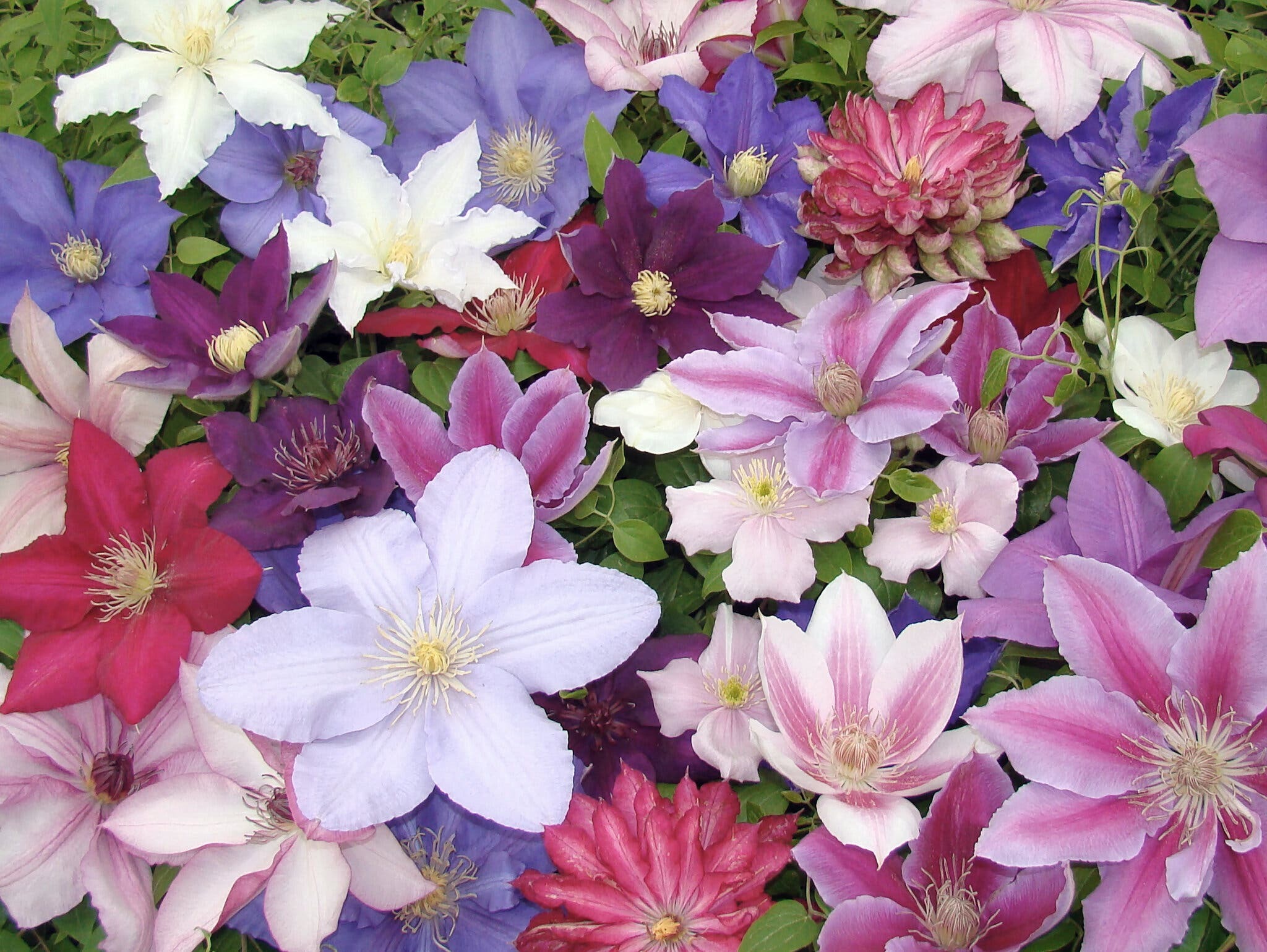 Climbing Mixed Perennial Clematis Seeds - Over 50 Kinds Mixed