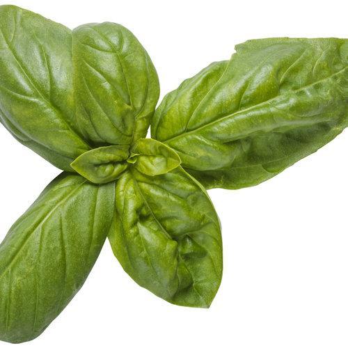 Pesto Besto Sweet Italian Basil-chloriseeds