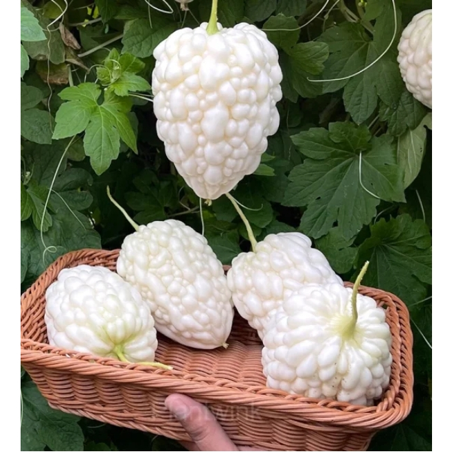 🔥64%OFF 🎉Most Popular Fruits Seeds in 2024🪴Each Pack 40 Seeds