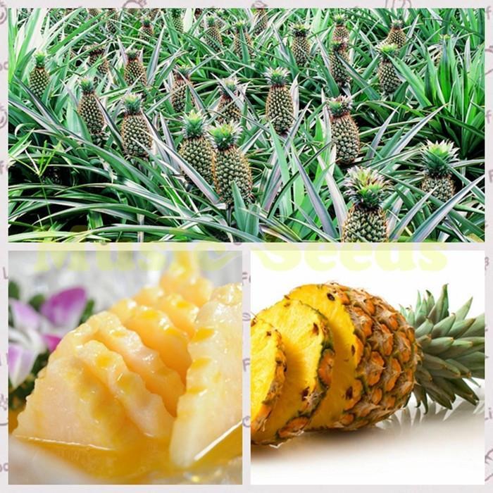 Pineapple seeds-chloriseeds