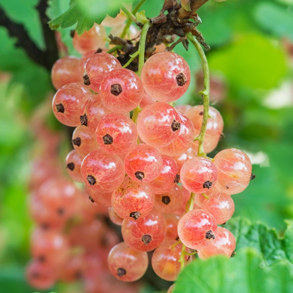 Colorful Gooseberries Seeds
