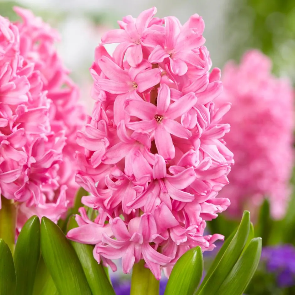 Mix Hyacinth Bulbs