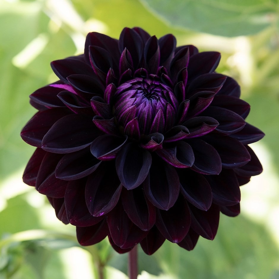 Black Dahlia 20