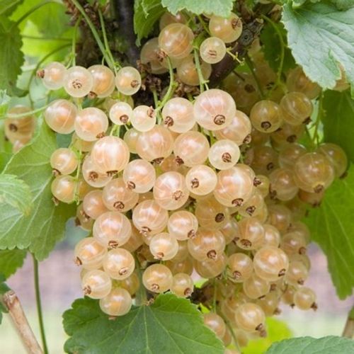 Colorful Gooseberries Seeds
