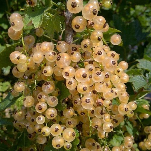 Colorful Gooseberries Seeds