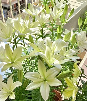 🌺Perfume Lily Bulbs—Fresh and Sweet