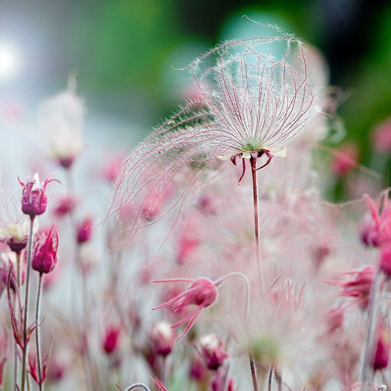 Prairie Smoke Flower Seeds