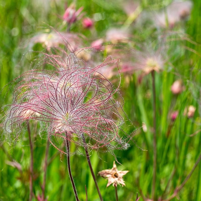 Prairie Smoke Flower Seeds